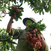 giống vải ở Việt Nam