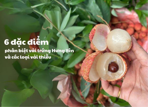 Phân biệt vải trứng Hưng Yên và các giống vải khác