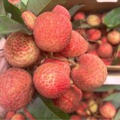 những điều lưu ý khi ăn trái vải