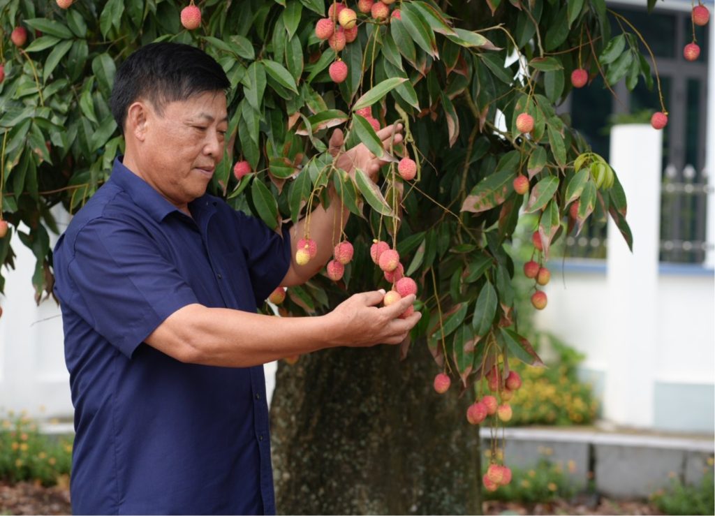 phân biệt vải trứng hưng yên phân biệt vải trứng hưng yên